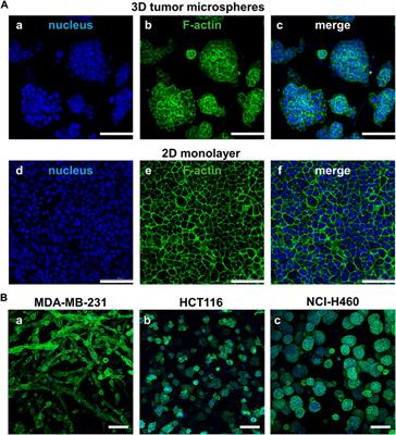 Establishment and large-scale validation of a three-dimensional tumor model on an array chip for anticancer drug evaluation